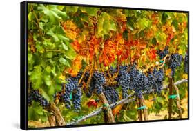 Cabernet Sauvignon Grapes Ready for Harvest, Washington, USA-Richard Duval-Framed Stretched Canvas