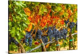 Cabernet Sauvignon Grapes Ready for Harvest, Washington, USA-Richard Duval-Stretched Canvas