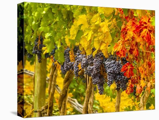 Cabernet Sauvignon Grapes Ready for Harvest, Washington, USA-Richard Duval-Stretched Canvas