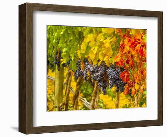 Cabernet Sauvignon Grapes Ready for Harvest, Washington, USA-Richard Duval-Framed Photographic Print