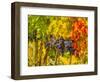 Cabernet Sauvignon Grapes Ready for Harvest, Washington, USA-Richard Duval-Framed Photographic Print