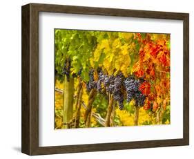 Cabernet Sauvignon Grapes Ready for Harvest, Washington, USA-Richard Duval-Framed Photographic Print