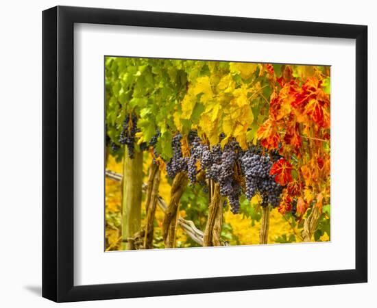 Cabernet Sauvignon Grapes Ready for Harvest, Washington, USA-Richard Duval-Framed Photographic Print