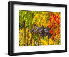 Cabernet Sauvignon Grapes Ready for Harvest, Washington, USA-Richard Duval-Framed Photographic Print