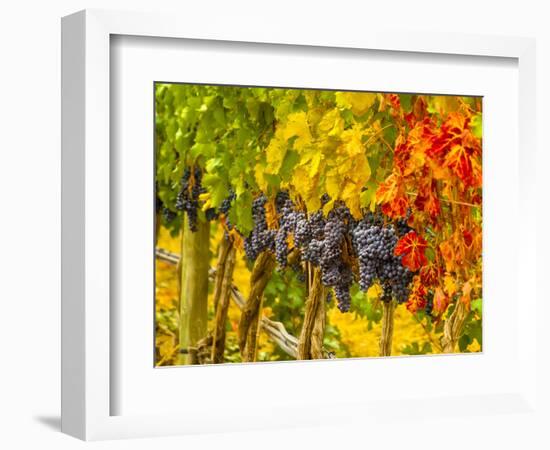 Cabernet Sauvignon Grapes Ready for Harvest, Washington, USA-Richard Duval-Framed Photographic Print