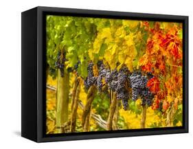 Cabernet Sauvignon Grapes Ready for Harvest, Washington, USA-Richard Duval-Framed Stretched Canvas