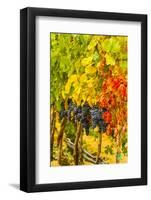 Cabernet Sauvignon Grapes Ready for Harvest, Washington, USA-Richard Duval-Framed Photographic Print