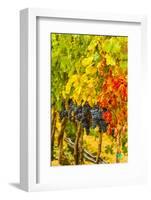 Cabernet Sauvignon Grapes Ready for Harvest, Washington, USA-Richard Duval-Framed Photographic Print