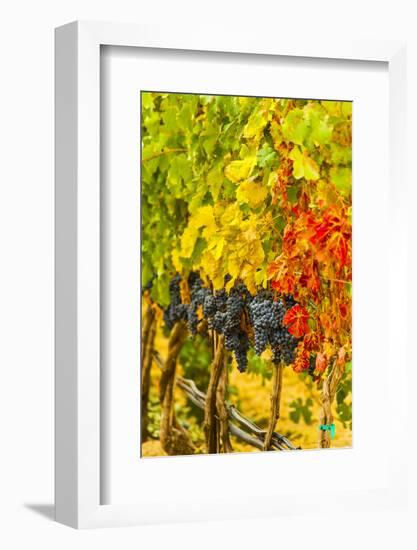 Cabernet Sauvignon Grapes Ready for Harvest, Washington, USA-Richard Duval-Framed Photographic Print