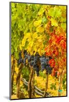 Cabernet Sauvignon Grapes Ready for Harvest, Washington, USA-Richard Duval-Mounted Photographic Print