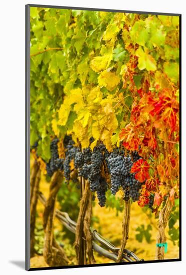 Cabernet Sauvignon Grapes Ready for Harvest, Washington, USA-Richard Duval-Mounted Photographic Print