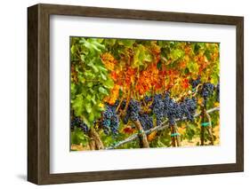 Cabernet Sauvignon Grapes Ready for Harvest, Washington, USA-Richard Duval-Framed Photographic Print