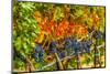 Cabernet Sauvignon Grapes Ready for Harvest, Washington, USA-Richard Duval-Mounted Photographic Print