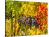 Cabernet Sauvignon Grapes Ready for Harvest, Washington, USA-Richard Duval-Stretched Canvas