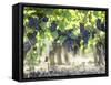 Cabernet Sauvignon Grapes-Joerg Lehmann-Framed Stretched Canvas