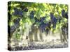 Cabernet Sauvignon Grapes-Joerg Lehmann-Stretched Canvas