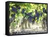 Cabernet Sauvignon Grapes-Joerg Lehmann-Framed Stretched Canvas