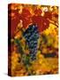 Cabernet Sauvignon Grapes-Charles O'Rear-Stretched Canvas