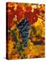 Cabernet Sauvignon Grapes-Charles O'Rear-Stretched Canvas