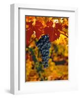 Cabernet Sauvignon Grapes-Charles O'Rear-Framed Photographic Print