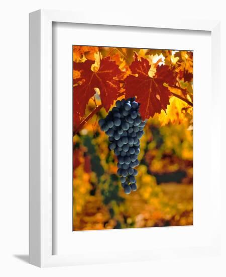 Cabernet Sauvignon Grapes-Charles O'Rear-Framed Photographic Print