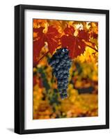Cabernet Sauvignon Grapes-Charles O'Rear-Framed Photographic Print