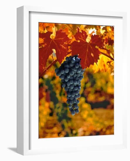 Cabernet Sauvignon Grapes-Charles O'Rear-Framed Photographic Print