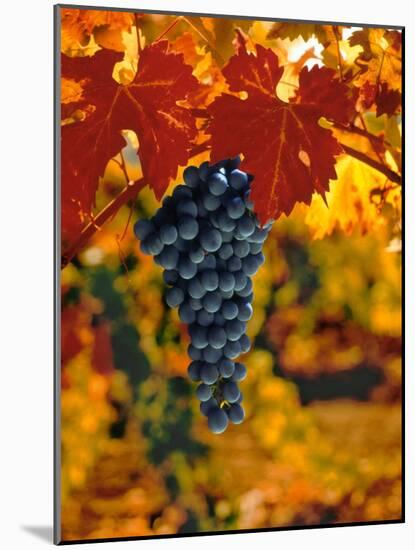 Cabernet Sauvignon Grapes-Charles O'Rear-Mounted Photographic Print
