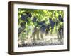 Cabernet Sauvignon Grapes-Joerg Lehmann-Framed Photographic Print