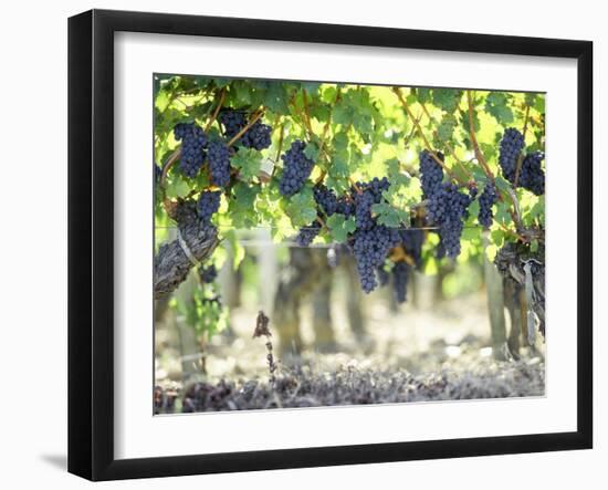 Cabernet Sauvignon Grapes-Joerg Lehmann-Framed Photographic Print