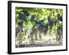 Cabernet Sauvignon Grapes-Joerg Lehmann-Framed Photographic Print