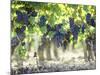 Cabernet Sauvignon Grapes-Joerg Lehmann-Mounted Photographic Print