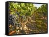 Cabernet Sauvignon Vines, Chateau Belgrave, Haut-Medoc, Grand Crus Classee, France-Per Karlsson-Framed Stretched Canvas