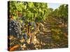 Cabernet Sauvignon Vines, Chateau Belgrave, Haut-Medoc, Grand Crus Classee, France-Per Karlsson-Stretched Canvas