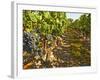 Cabernet Sauvignon Vines, Chateau Belgrave, Haut-Medoc, Grand Crus Classee, France-Per Karlsson-Framed Photographic Print