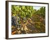 Cabernet Sauvignon Vines, Chateau Belgrave, Haut-Medoc, Grand Crus Classee, France-Per Karlsson-Framed Photographic Print