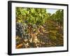 Cabernet Sauvignon Vines, Chateau Belgrave, Haut-Medoc, Grand Crus Classee, France-Per Karlsson-Framed Photographic Print