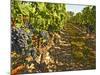 Cabernet Sauvignon Vines, Chateau Belgrave, Haut-Medoc, Grand Crus Classee, France-Per Karlsson-Mounted Photographic Print