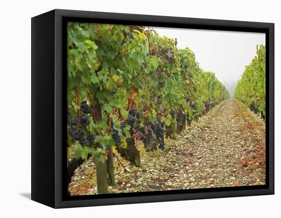 Cabernet Sauvignon Vines with Grapes, Chateau Du Tertre, Margaus, Medoc, Bordeaux, Gironde, France-Per Karlsson-Framed Stretched Canvas