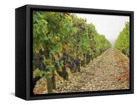 Cabernet Sauvignon Vines with Grapes, Chateau Du Tertre, Margaus, Medoc, Bordeaux, Gironde, France-Per Karlsson-Framed Stretched Canvas