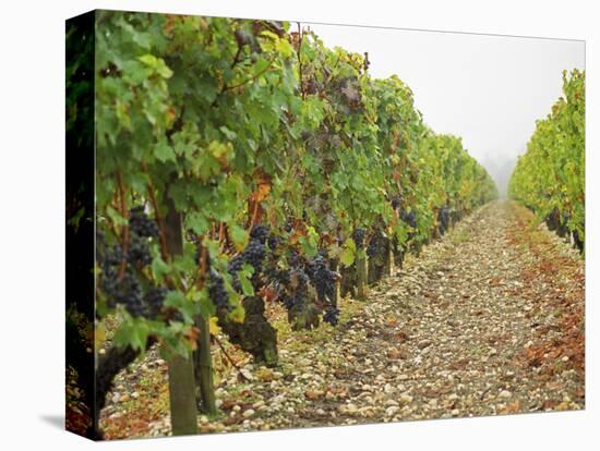 Cabernet Sauvignon Vines with Grapes, Chateau Du Tertre, Margaus, Medoc, Bordeaux, Gironde, France-Per Karlsson-Stretched Canvas