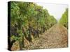 Cabernet Sauvignon Vines with Grapes, Chateau Du Tertre, Margaus, Medoc, Bordeaux, Gironde, France-Per Karlsson-Stretched Canvas