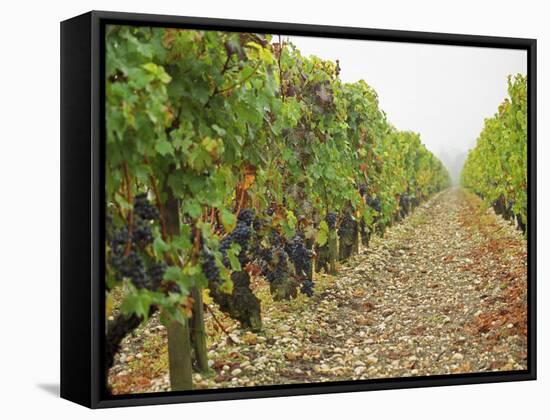 Cabernet Sauvignon Vines with Grapes, Chateau Du Tertre, Margaus, Medoc, Bordeaux, Gironde, France-Per Karlsson-Framed Stretched Canvas