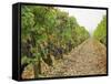 Cabernet Sauvignon Vines with Grapes, Chateau Du Tertre, Margaus, Medoc, Bordeaux, Gironde, France-Per Karlsson-Framed Stretched Canvas