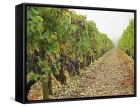 Cabernet Sauvignon Vines with Grapes, Chateau Du Tertre, Margaus, Medoc, Bordeaux, Gironde, France-Per Karlsson-Framed Stretched Canvas