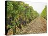 Cabernet Sauvignon Vines with Grapes, Chateau Du Tertre, Margaus, Medoc, Bordeaux, Gironde, France-Per Karlsson-Stretched Canvas