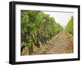 Cabernet Sauvignon Vines with Grapes, Chateau Du Tertre, Margaus, Medoc, Bordeaux, Gironde, France-Per Karlsson-Framed Premium Photographic Print