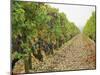 Cabernet Sauvignon Vines with Grapes, Chateau Du Tertre, Margaus, Medoc, Bordeaux, Gironde, France-Per Karlsson-Mounted Premium Photographic Print