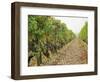 Cabernet Sauvignon Vines with Grapes, Chateau Du Tertre, Margaus, Medoc, Bordeaux, Gironde, France-Per Karlsson-Framed Photographic Print