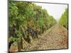 Cabernet Sauvignon Vines with Grapes, Chateau Du Tertre, Margaus, Medoc, Bordeaux, Gironde, France-Per Karlsson-Mounted Photographic Print